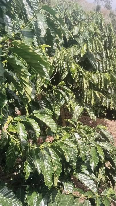 Đất nền Phúc Thọ, Lâm Hà 1ha giá 3.2 tỷ - Sổ đỏ chính chủ