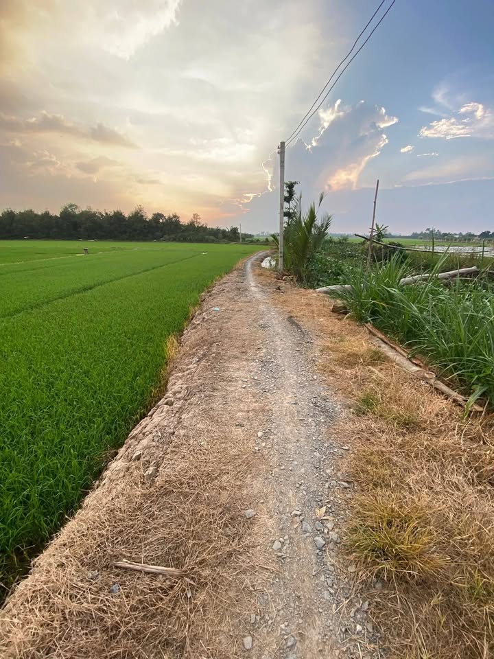 Đất vườn 3.451m² Phường Thanh Đức, Vĩnh Long - Giá chỉ 930 triệu, thích hợp trồng sầu riêng!