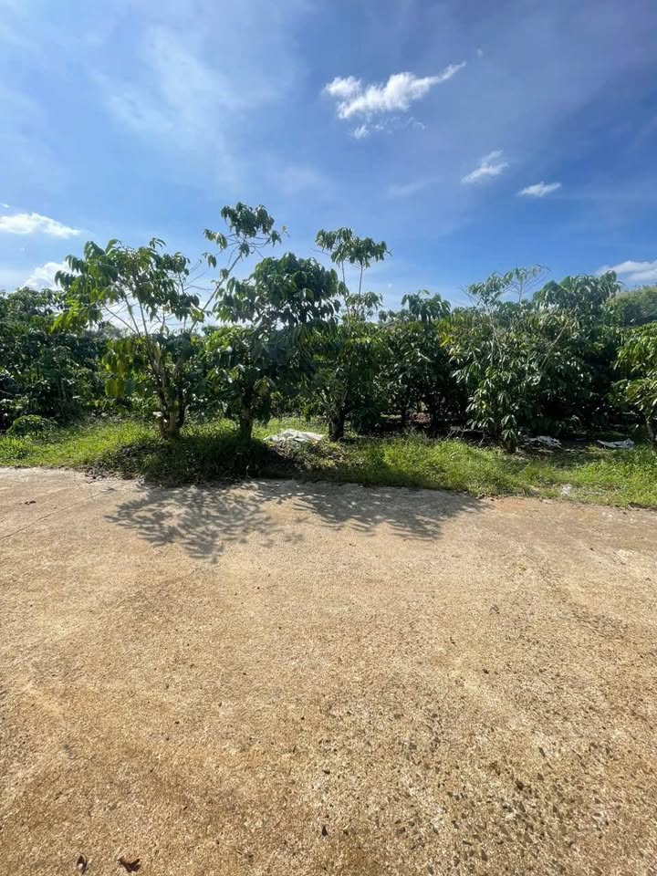 Đất vườn 6700m² phường 2 Bảo Lộc - Sổ đỏ chính chủ, giá 5.36 tỷ