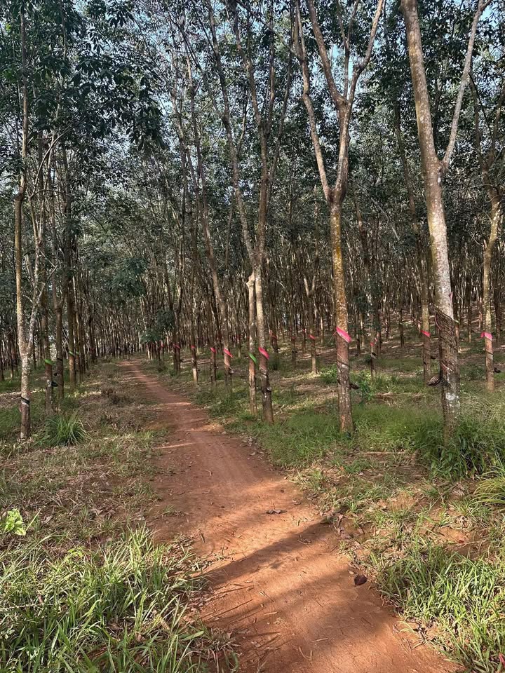 Đất nền Bù Nho 10.800m² - Giá đầu tư hấp dẫn, ngay dân cư!