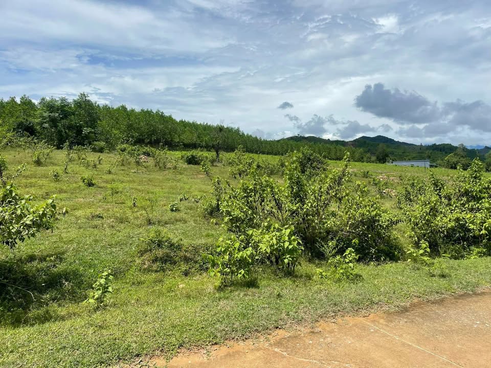 Đất thổ cư 640m² tại Khánh Phú, Khánh Vĩnh - Sổ hồng chính chủ, giá đầu tư chỉ 1,154 tỷ!