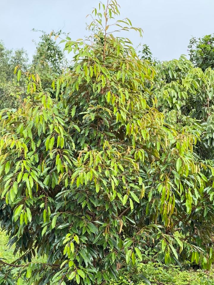 Đất nông nghiệp 4,5 sào tại Ea Đar, Eakar - Kinh doanh cafe và cây ăn trái