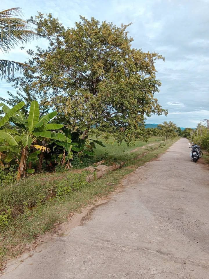 Đất nền 3600m² Phước Trung, Bác Ái chỉ 270 triệu - Giá mềm, liên hệ ngay!