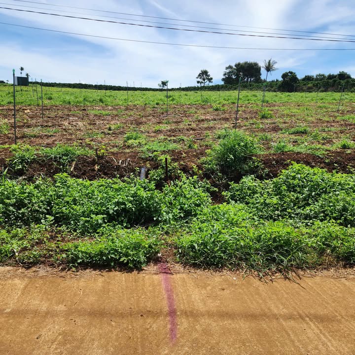 Đất nền Tân Hà Lâm Đồng 1000m² giá 679 triệu - Sổ hồng chính chủ, đầu tư sinh lời