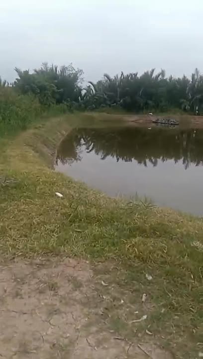 Đất ao tôm cho thuê tại Đại Hòa Lộc 10.000m² - Giá chỉ 20 triệu/năm