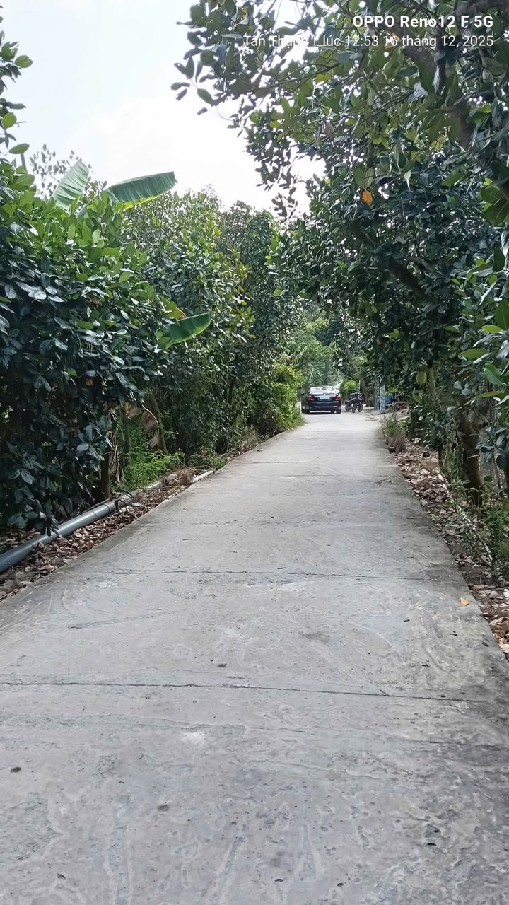 Đất nông nghiệp 15.000m² tại Hậu Thạnh Đông, Tân Thạnh, Long An - Giá 2.85 tỷ, đầu tư sinh lời ngay!