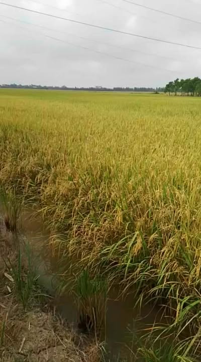 Đất nông nghiệp Hậu Thạnh Đông 20 công giá 185 triệu - Đầu tư sinh lời ngay!