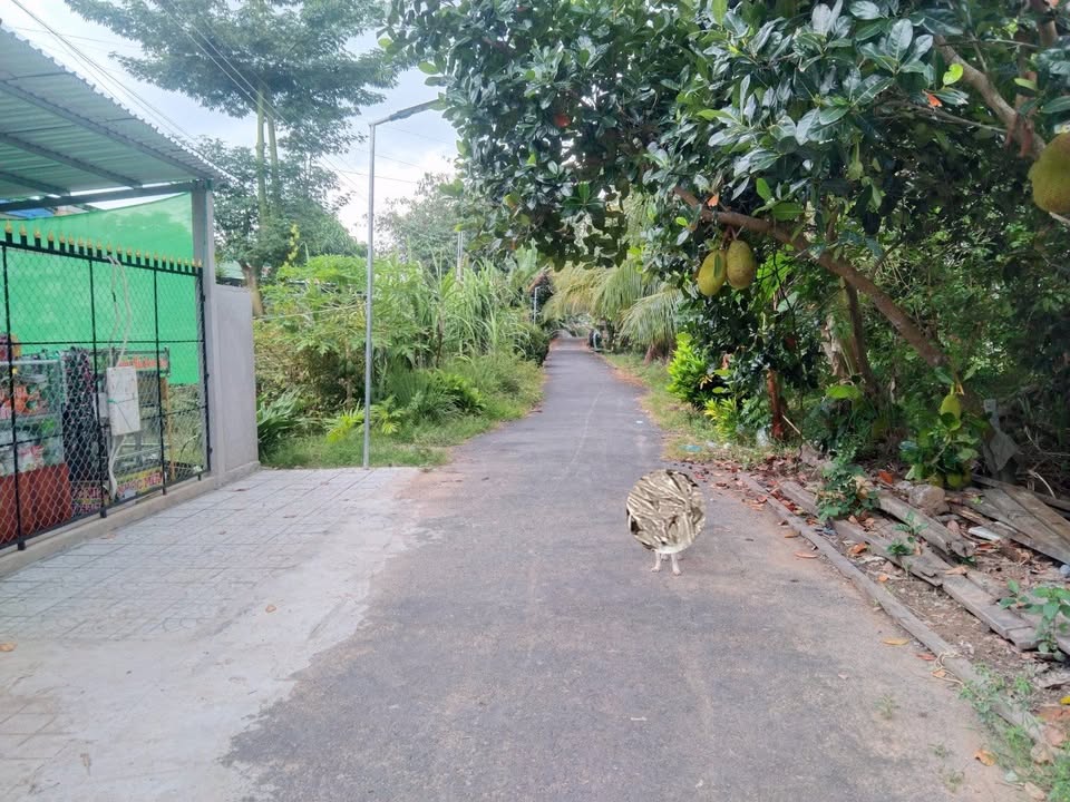 Đất thổ cư 209m² tại Ô Môn, Cần Thơ - Giá chỉ 850 triệu, sổ hồng chính chủ!