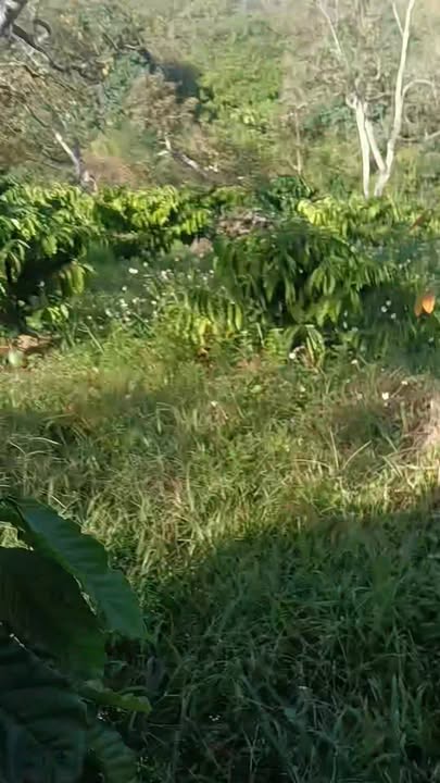 Đất Bù Đăng Bình Phước 13,200m² giá 1.6 tỷ - Đầu tư sinh lời ngay!