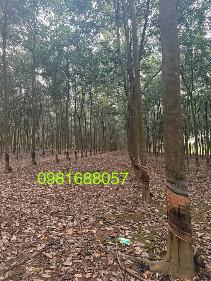 Đất thổ cư 100m² tại ấp 6, Tân Thành, Đồng Xoài - Đầu tư sinh lời tuyệt vời!