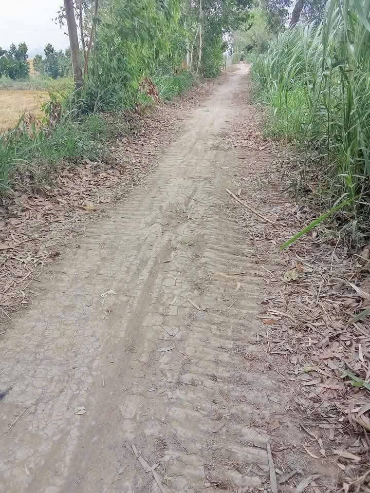 Đất ruộng 2000m² Phú Đức, Long Hồ, Vĩnh Long - Giá chỉ 600 triệu!