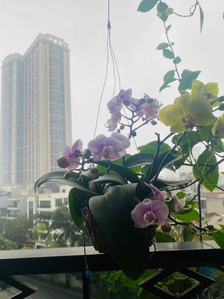 Căn hộ 2 phòng ngủ Royal City Nguyễn Trãi 16.5 triệu - Full nội thất, vào ở ngay!