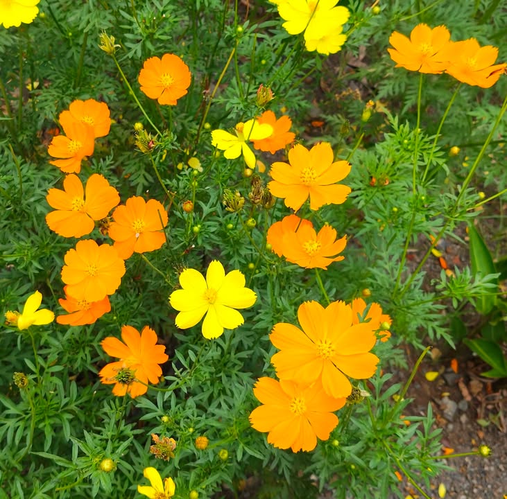 Đất nền Long Sơn Vũng Tàu 2390m² giá 13 tỷ - Cơ hội đầu tư sinh lời!