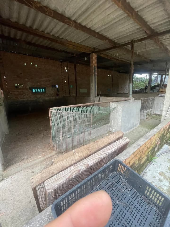 Nhà cho thuê Tân Bình 1000m² giá chỉ 4 triệu/tháng - Tiện nghi đầy đủ!