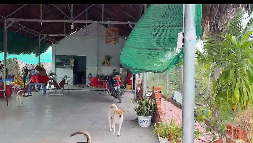 Quán cà phê Tân Thạnh, Tân Châu 645m² giá 950 triệu - Chính chủ bán gấp!