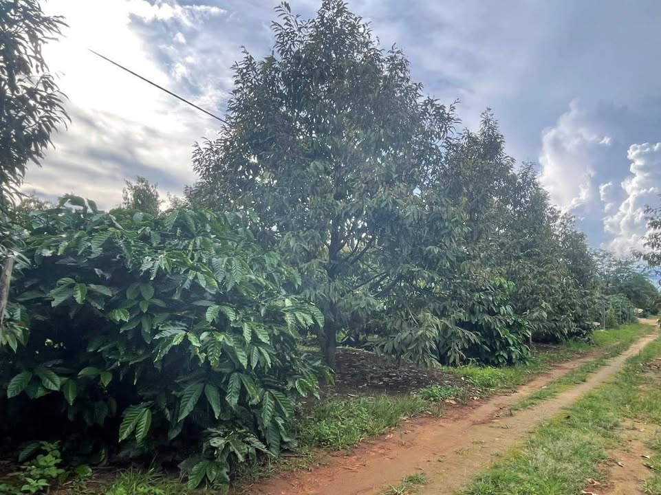 Farm tại Ia Pếch - 3,34ha đất cà phê, sầu riêng đẹp giá 11 tỷ