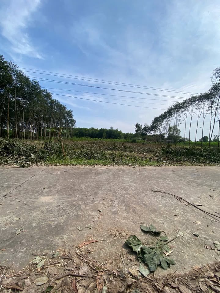 Đất nền Suối Cao 1000m² giá chỉ 400 triệu - Đầu tư sinh lời ngay!