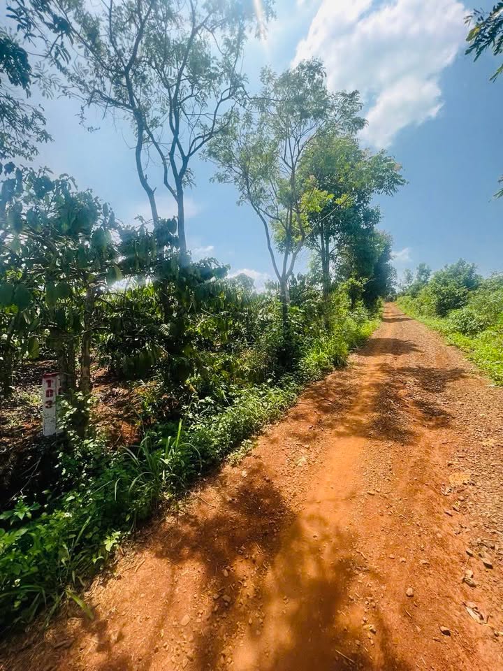 Đất nền Ea Tân Krong Năng 510m² giá 345 triệu - Đường sỏi đỏ ô tô vào tận nơi!