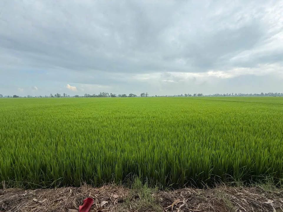Đất nông nghiệp 28.000m² tại Định Mỹ, An Giang - Giá 3.8 tỷ VND, Đầu tư sinh lời!