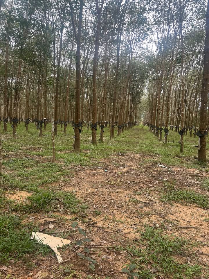 Đất Farm 1,6ha tại xã Bờ Y, Ngọc Hồi, Kon Tum - Thích hợp kinh doanh, giá thỏa thuận!