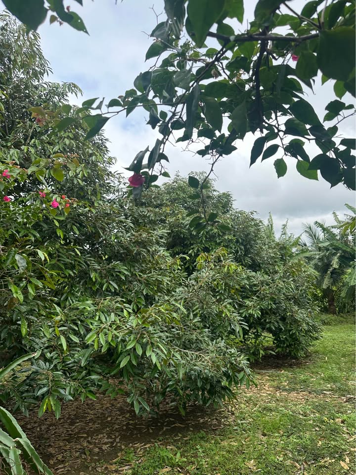 Đất nền 8200m² tại Tân An, Buôn Ma Thuột - Giá chỉ 1.1 tỷ, thích hợp đầu tư!