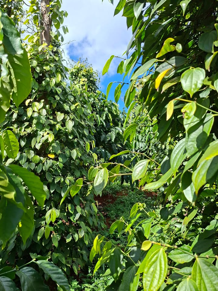 Đất nông nghiệp 1ha tại thôn 4, Quảng Trực - Giá chỉ 1.1 tỷ, đầu tư sinh lời!