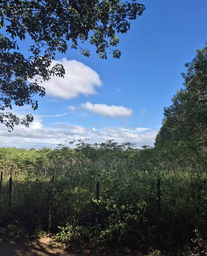 Đất vườn xã Ia Chim, Kon Tum 1900m² - Giá tốt, vị trí đẹp!