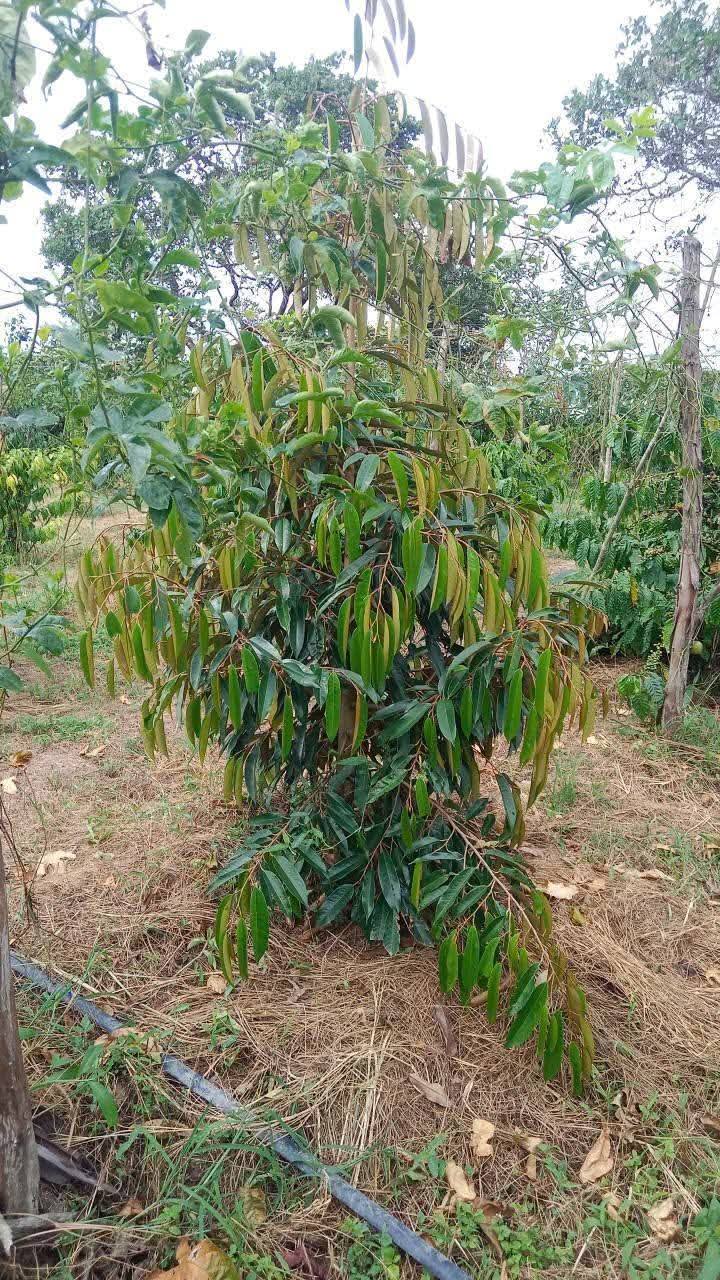 Đất Farm 4 sào cafe sầu riêng tại Vụ Bổn, Đắk Lắk - Giá chỉ 700 triệu