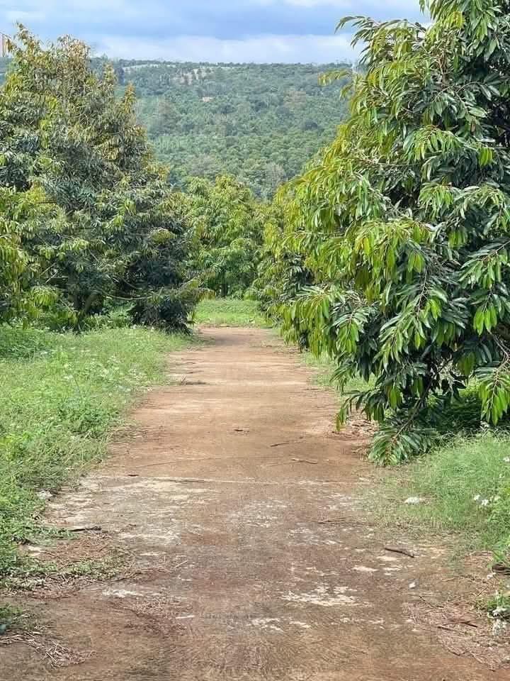 Farm sầu riêng tại Krông Búk, Đắk Lắk 30.000m² giá 19 tỷ - Đầu tư sinh lời ngay!