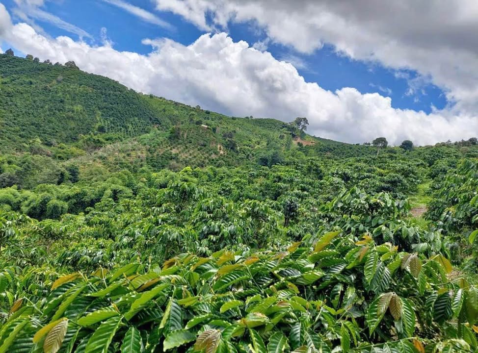 Bán đất Đinh Trang Thượng 1.3ha giá 2.6 tỷ - Đất triền đẹp, tiện lợi tưới tiêu!