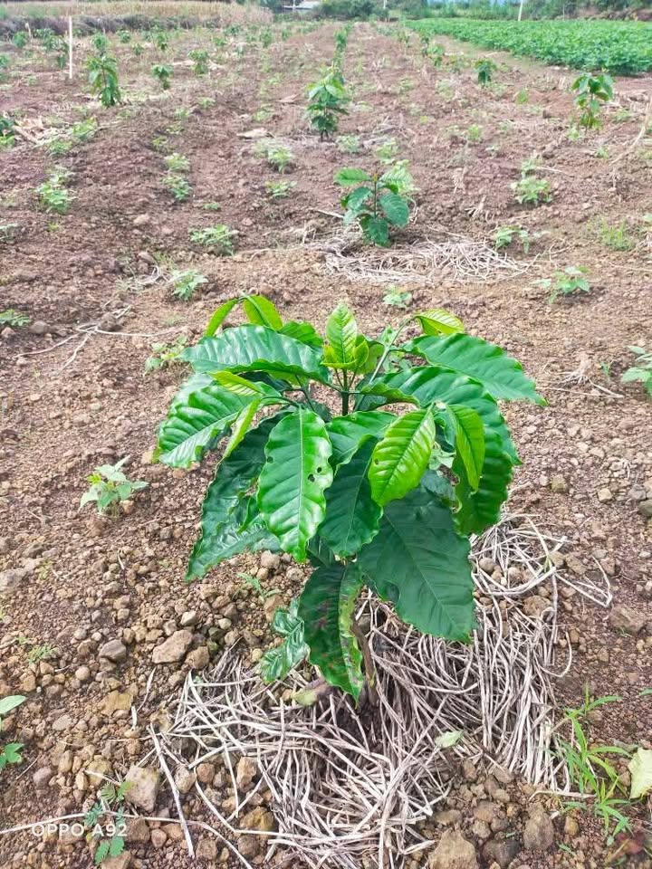 Lô rẫy 4.99 sào xã Ea Wer, 700 triệu - Đất đẹp, giá tốt!