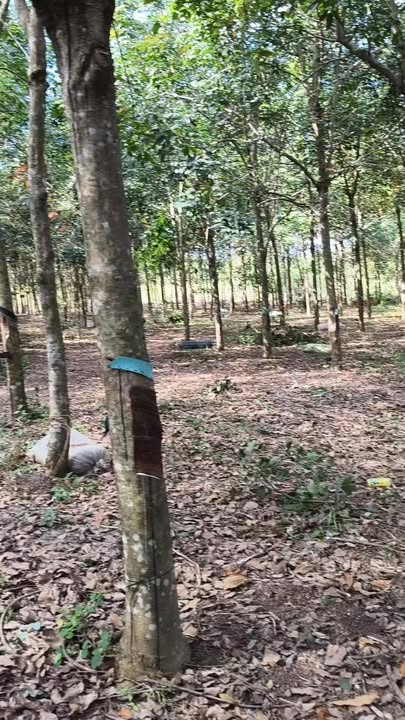 Đất nền 20.000m² An Khương, Hớn Quản chỉ 900 triệu - Tặng nhà tạm trên đất!