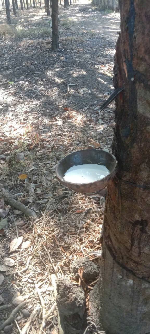 Farm 1,1ha tại Thôn 4, Thiện Hưng, Bù Đốp, giá 2,09 tỷ - Đầu tư sinh lời tốt!