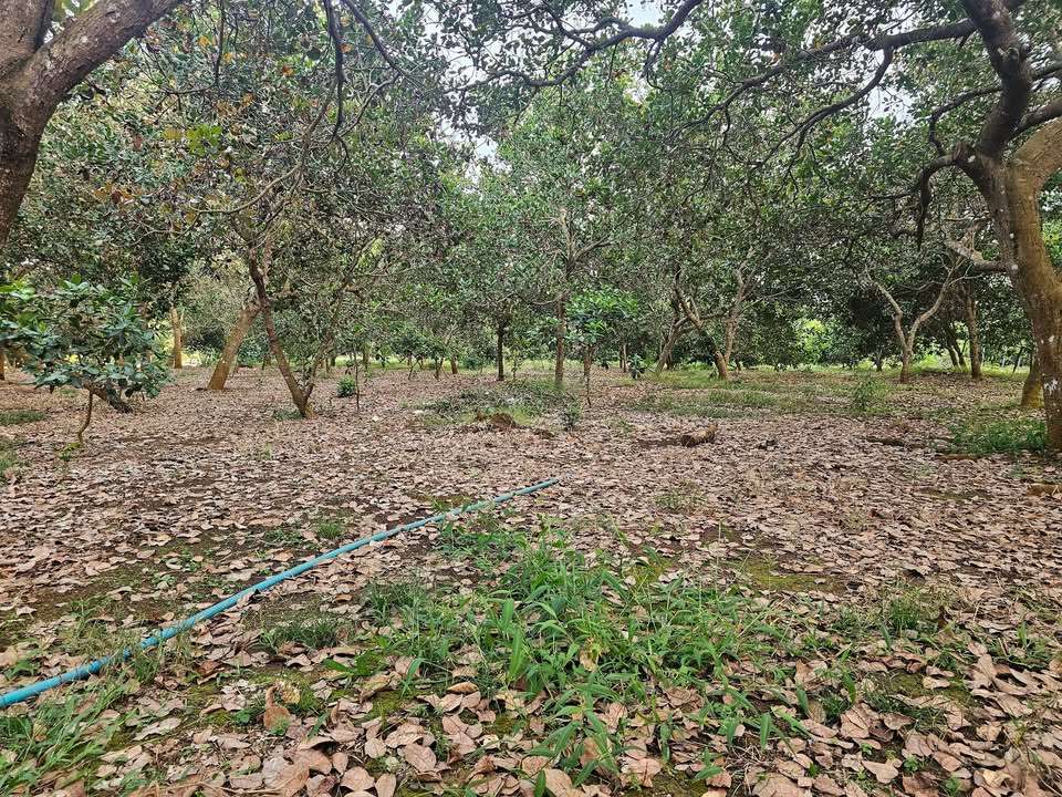 Đất trồng điều 16434m² tại Thanh Hoà, Bù Đốp - Giá chỉ 550 triệu