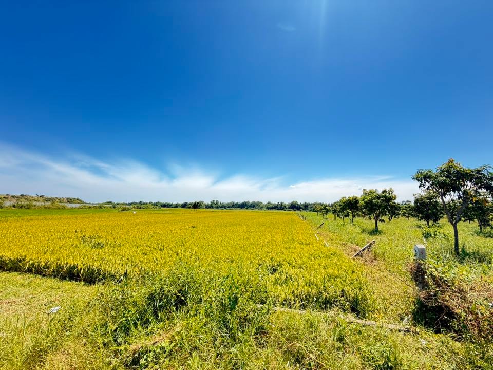 Đất lúa 2000m² Cam Thành Bắc, Cam Lâm giá chỉ 5.688 tỷ - Cơ hội đầu tư tuyệt vời!