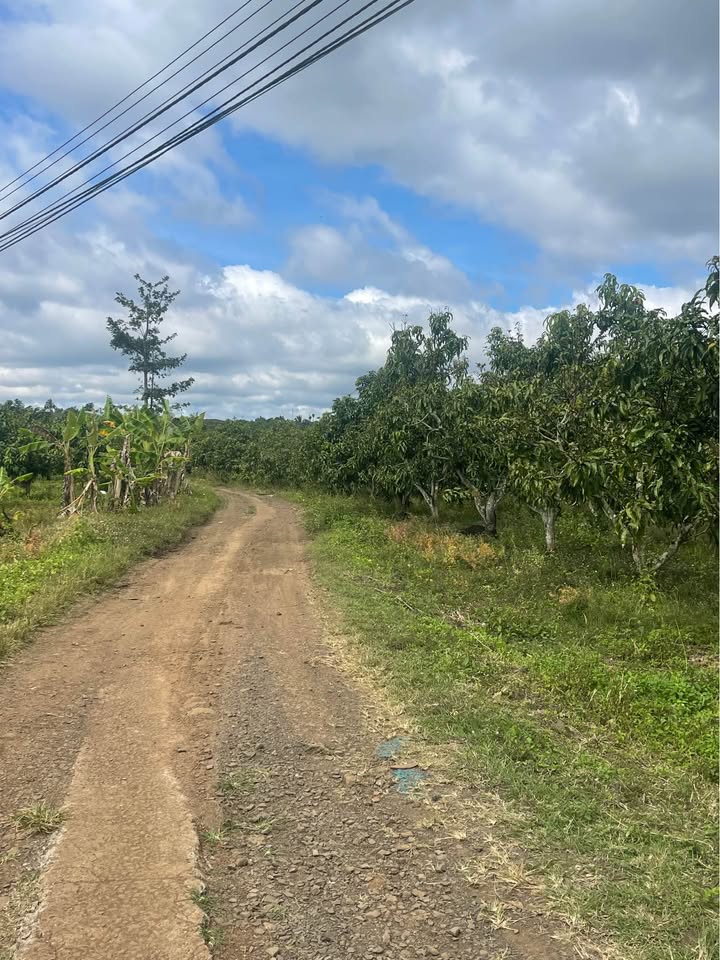 Đất nền Đắk R'La 1000m² giá 250 triệu - Bán gấp mảnh đất đẹp bám suối!