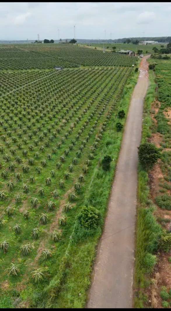 Bán đất Farm 8,8ha tại xã Hàm Cường, huyện Hàm Thuận Nam - Đầu tư sinh lời cao!