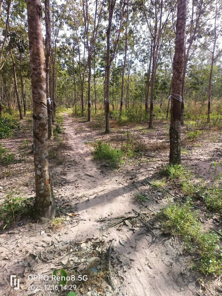 Đất Farm 2ha Vũ Hòa, Đức Linh chỉ 1.2 tỷ - Cơ hội đầu tư hấp dẫn!