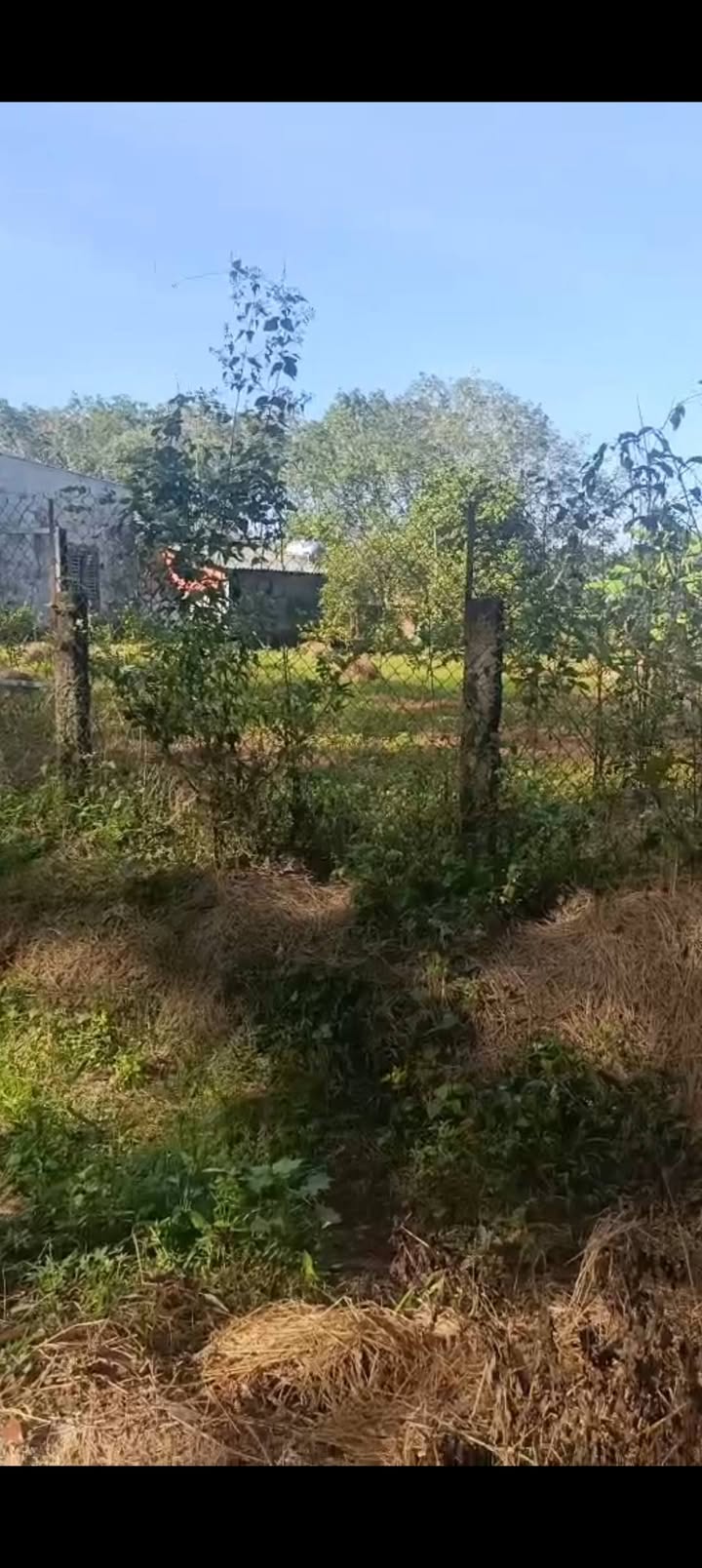 Đất thổ cư 60m² tại Măng Tố, Tánh Linh chỉ 260 triệu - Cơ hội đầu tư tuyệt vời!