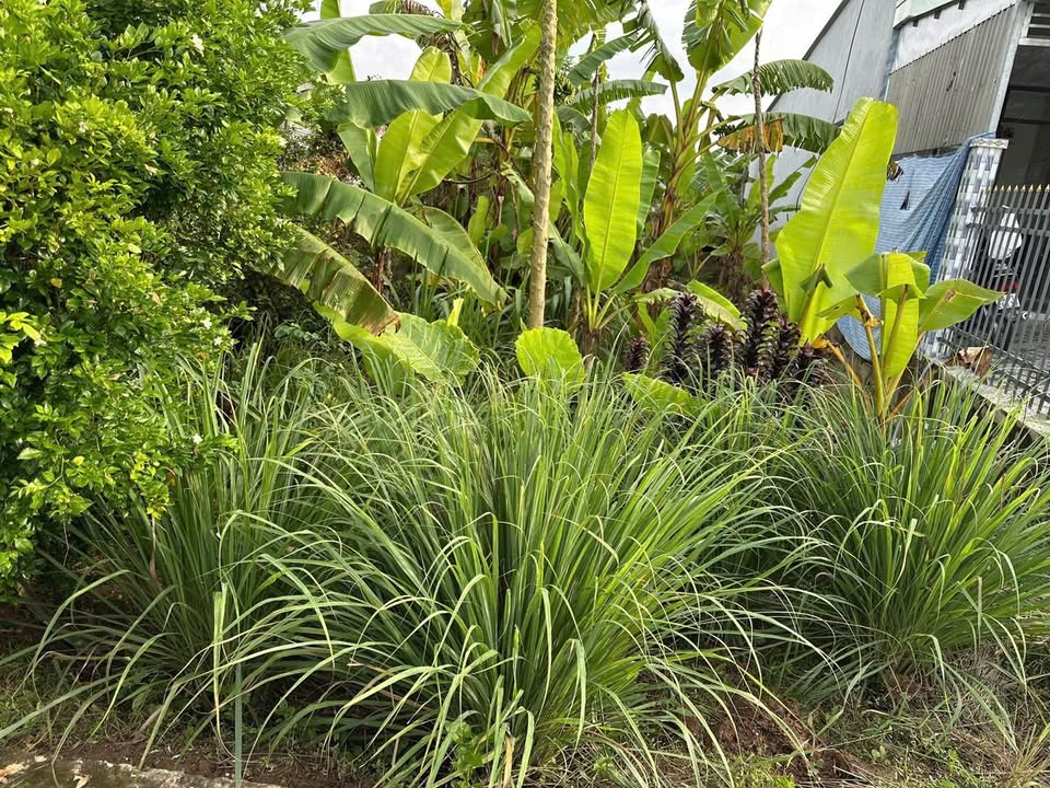 Đất nền mặt tiền đường Dall, phường Mỹ Ngãi, 168m² giá 570 triệu - Cơ hội đầu tư tuyệt vời!