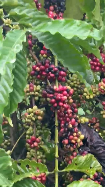 Đất nền Quảng Hiệp Cư M'gar 58.000m² giá 1.59 tỷ - Cơ hội đầu tư tuyệt vời!