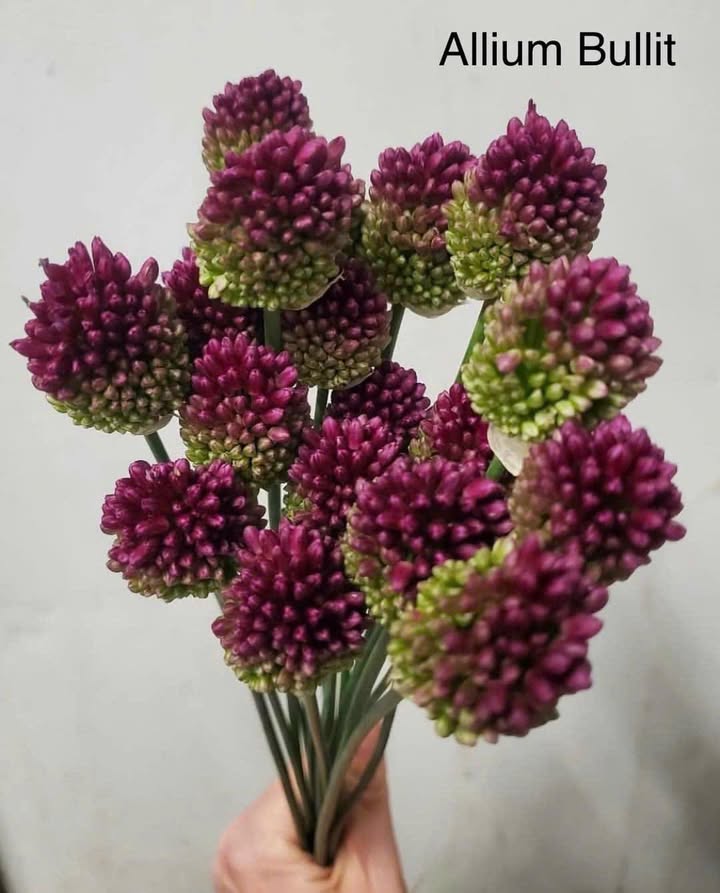 Căn hộ Eco Green 286 Nguyễn Xiển 2PN giá 12.5 triệu - Full nội thất cho thuê ngay!