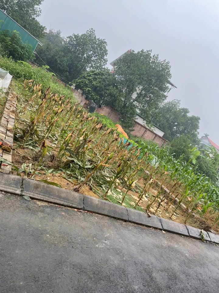 Đất thổ cư thôn 3, Tân Xã, Thạch Thất 70m² giá 3.2 tỷ - Chính chủ bán gấp!