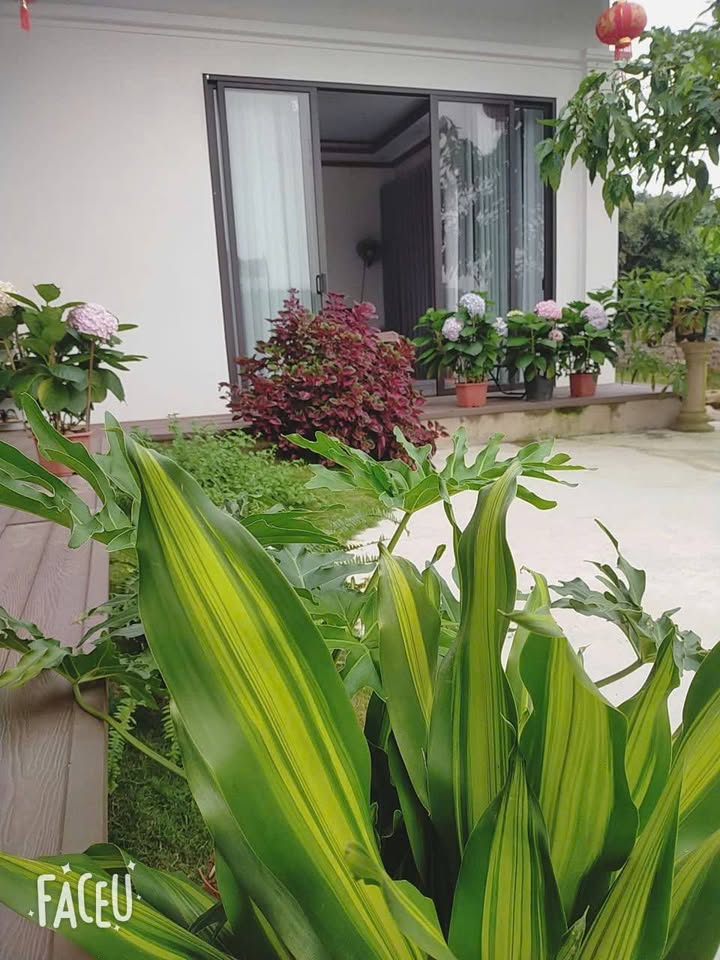 Đất trồng lúa 699m² tại Hưng Đạo, Quốc Oai - Biệt thự sân vườn đẹp như Sapa!