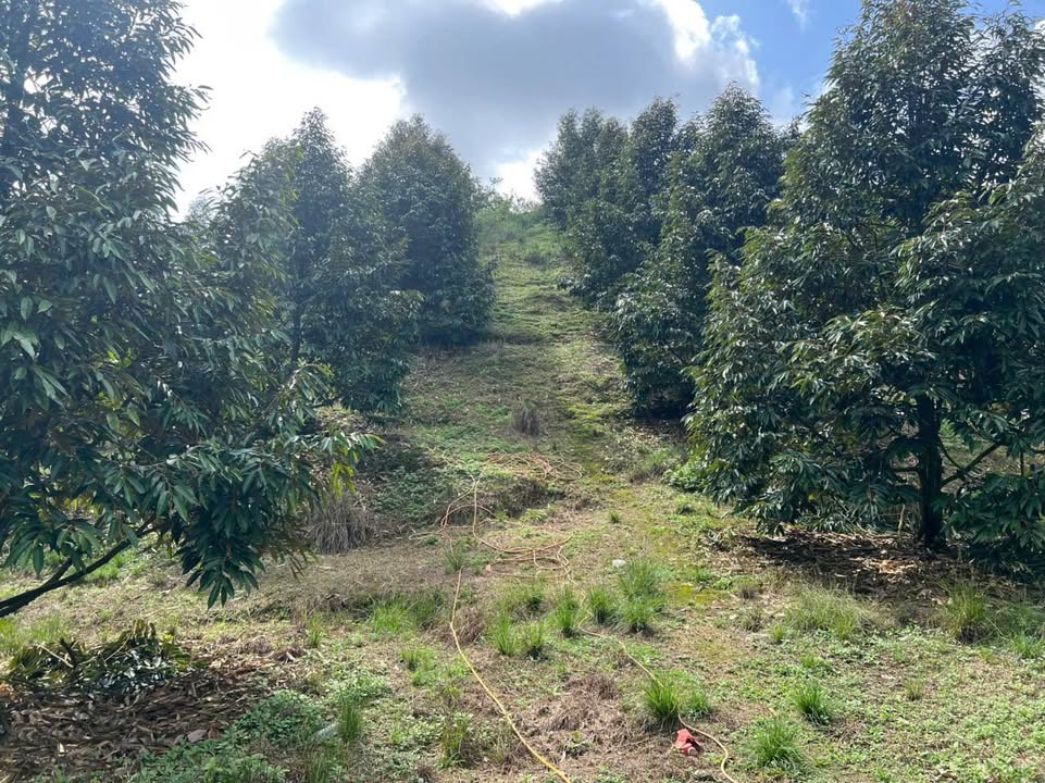 Đất nông nghiệp Đạ Tẻh 20.000m² giá 3.6 tỷ - Đầu tư bền vững với sầu riêng đang cho thu hoạch!