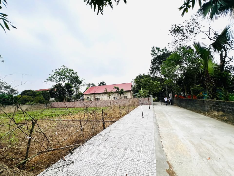 Đất nền 175m² Tề Lễ - Tam Nông - Phú Thọ giá chỉ 500 triệu - Cơ hội đầu tư hấp dẫn!