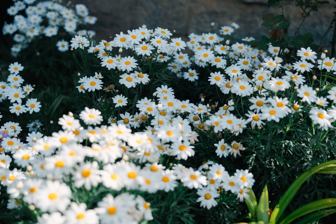 Nhà đẹp Đà Lạt 60m² giá 2.29 tỷ - Thiết kế kiên cố, chính chủ!