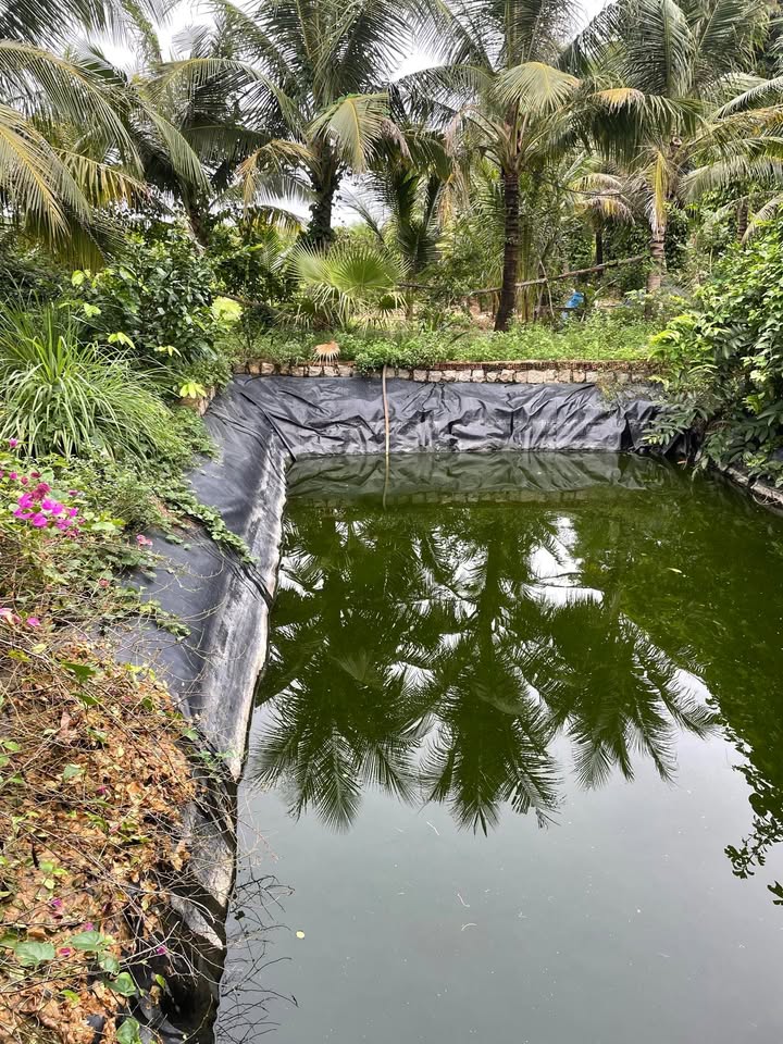 Farm 1ha Sơn Thành Đông, Tây Hoà giá 1 tỷ - Đất đỏ tươi tốt, sẵn sàng đầu tư!