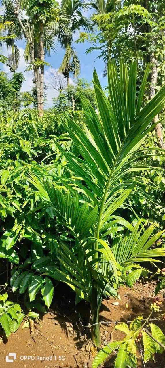 Đất Farm Hòa Đông, Đắk Lắk 18,000m² giá 290 triệu - Cơ hội đầu tư tiềm năng!