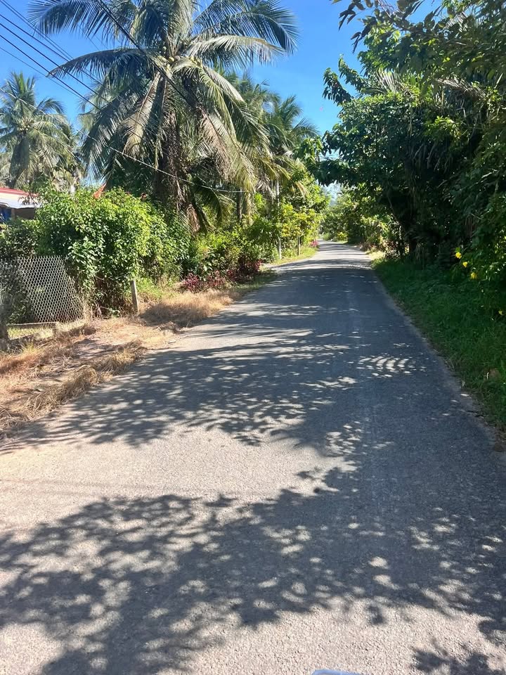 Đất mặt tiền đường nhựa Châu Hưng, Bình Đại 736m² giá 1.36 tỷ - Cơ hội đầu tư tuyệt vời!